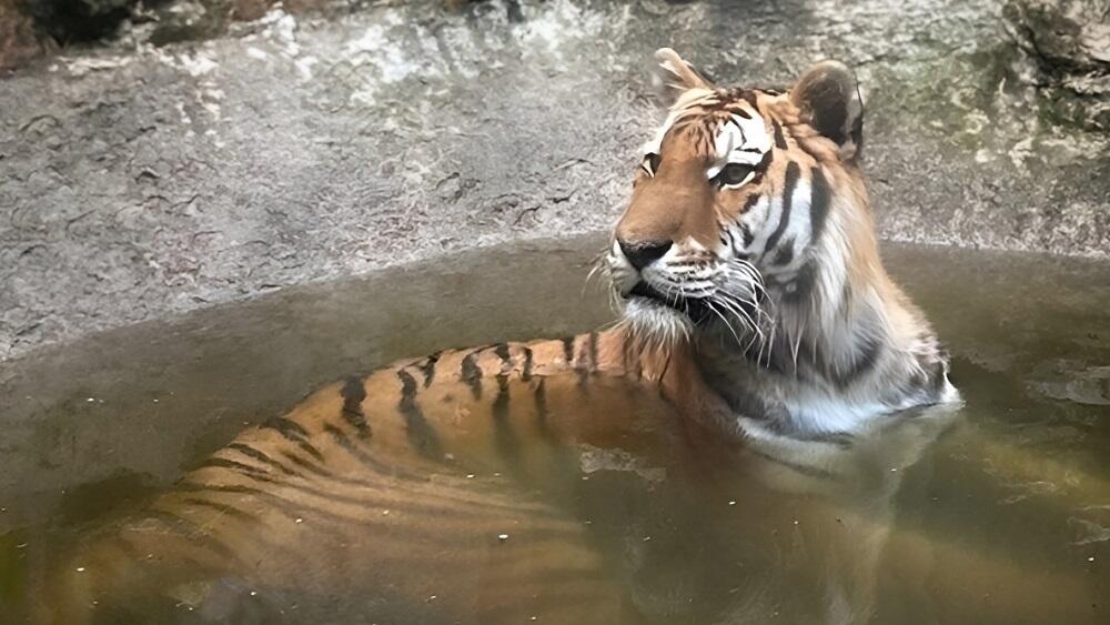Foto: ZOO Liberec